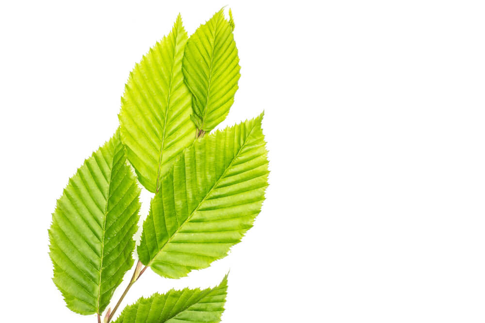 benefits of slippery elm