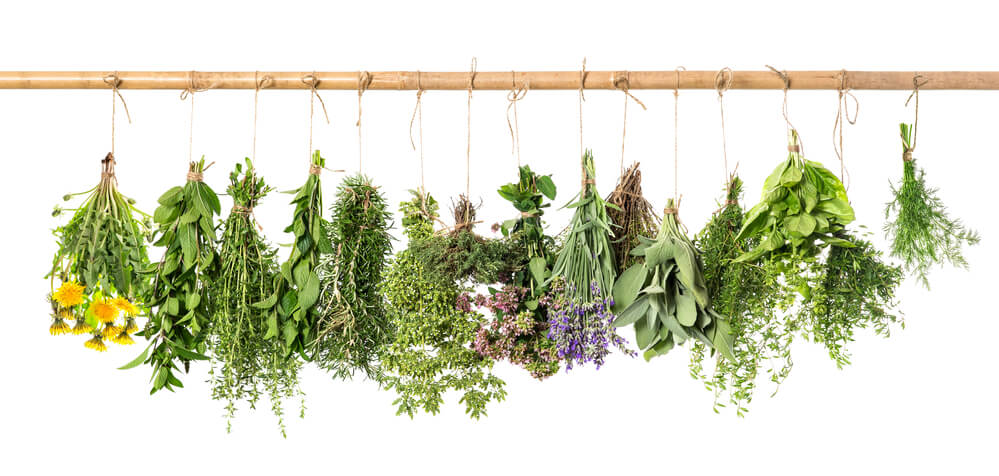 herbs for the skin