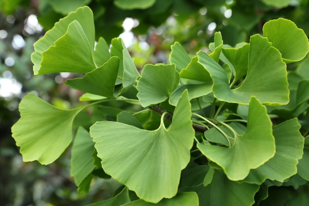 benefits of ginkgo biloba