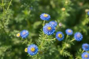blue tansy flower