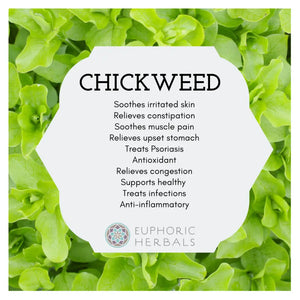 Chickweed - Herbs Stellaria media is a versatile plant for food and medicine. These dried stems leaves from the United