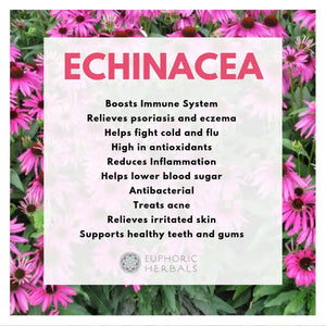 Echinacea Pururea Herb - Herbs purpurea provides support for immune systems and respiratory health. This dried shortens