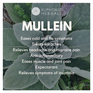 Mullein Leaf - Herbs Discover the incredible benefits of leaf! Learn how can boost your respiratory health soothe