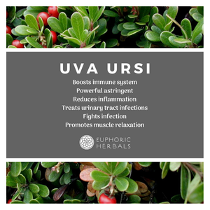 Uva Ursi Leaves - Herbs Discover the powerful benefits of soursop sea moss and herbs! Boost immunity enhance digestion