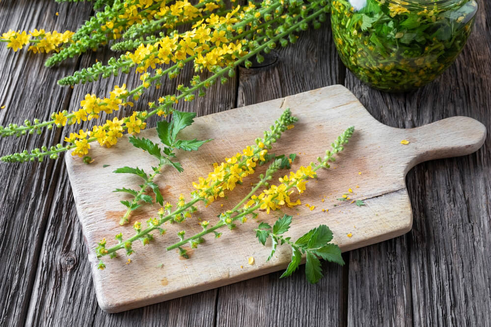 benefits of agrimony