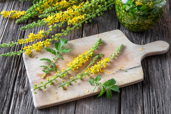 benefits of agrimony