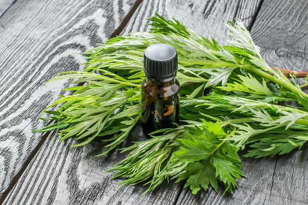 benefits of mugwort
