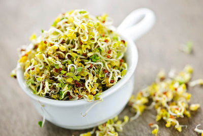 Benefits of Alfalfa Herb + Simple Ways to Use