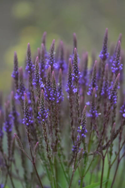 Benefits of Blue Vervain: A Versatile Native Herb