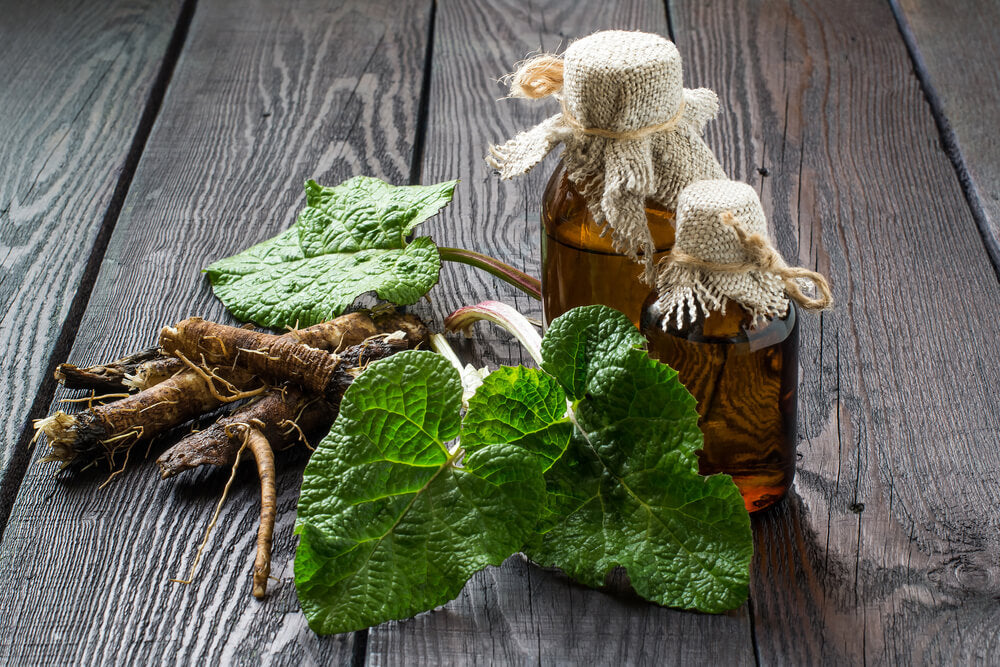 benefits of burdock root