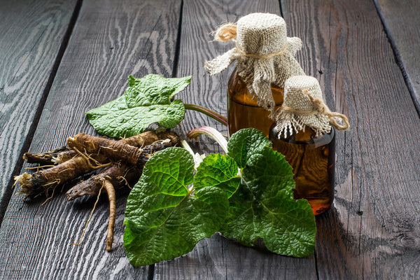 benefits of burdock root