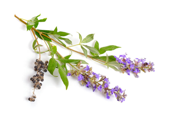 benefits of chasteberry