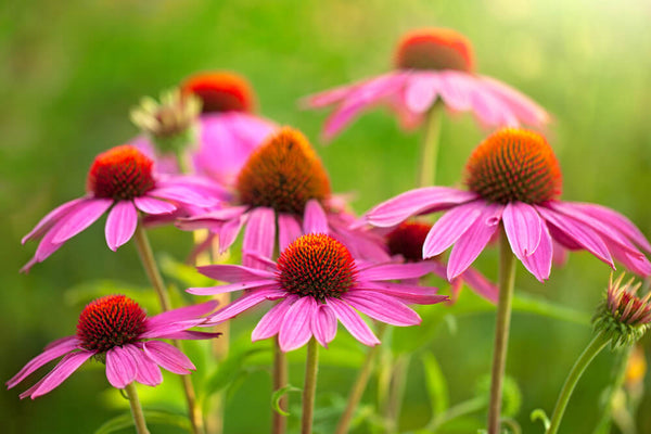 benefits of echinacea