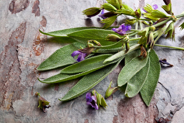 benefits of sage