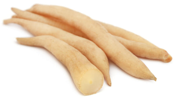benefits of shatavari root