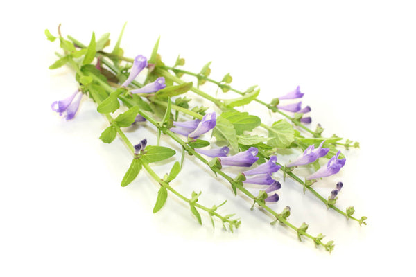 benefits of skullcap