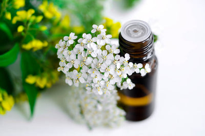 Benefits of Yarrow: Women's Herb and "Cure-All"