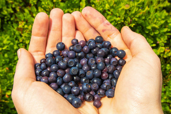 health benefits of bilberry