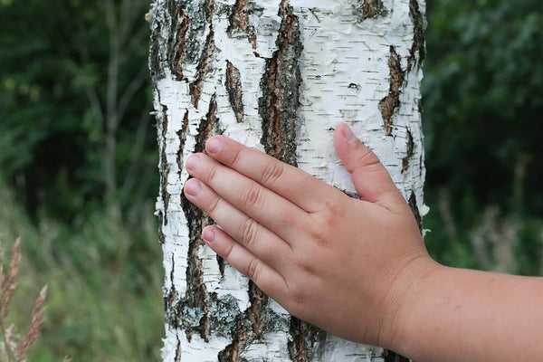 benefits of birch bark