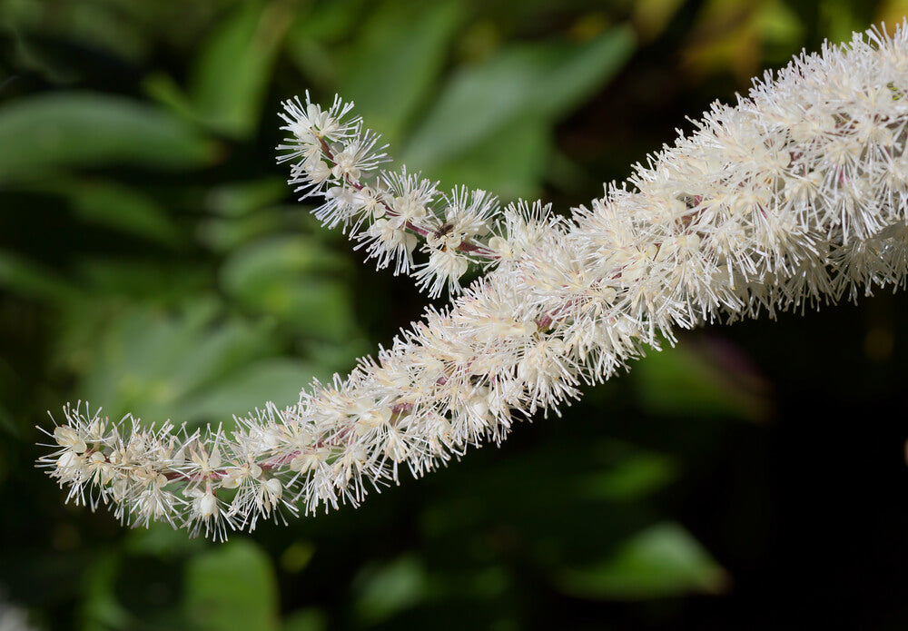 benefits of black cohosh