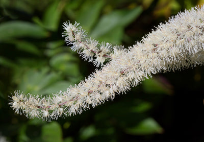 Benefits of Black Cohosh for Menopause & More