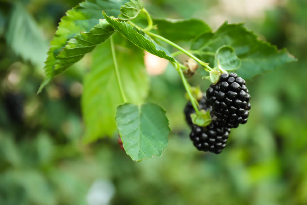 benefits of blackberry leaf
