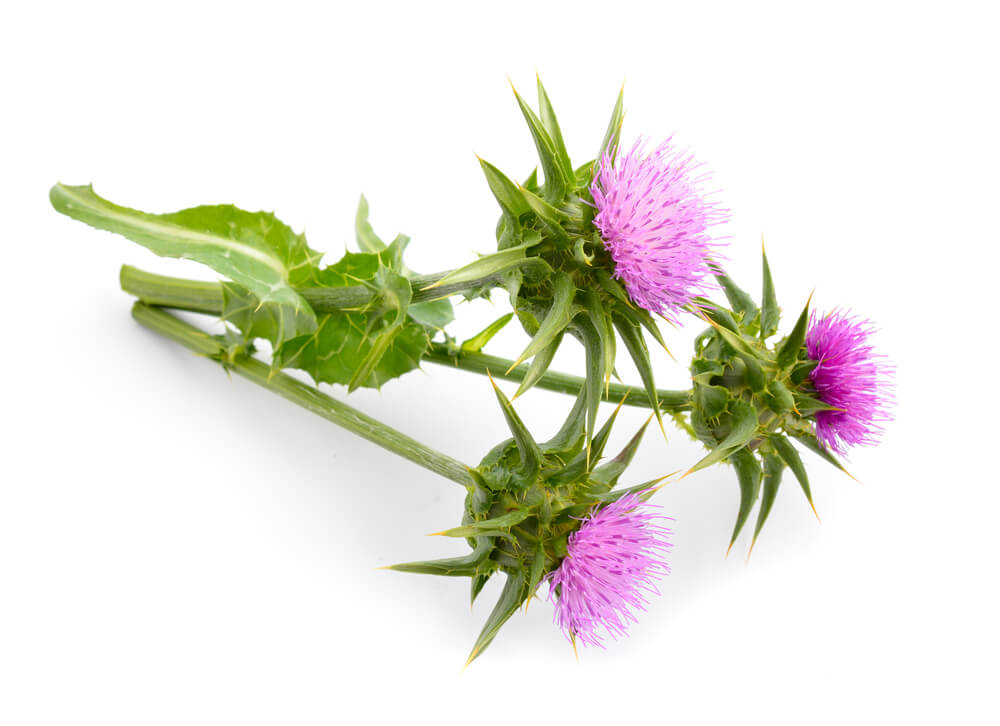 blessed thistle breastfeeding