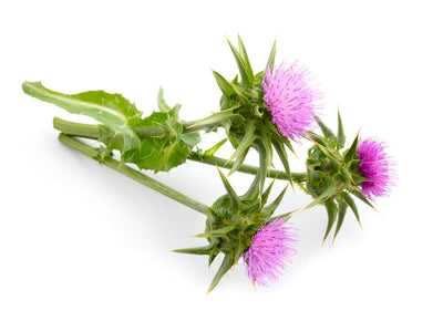 Blessed Thistle for Breastmilk Supply + Other Benefits