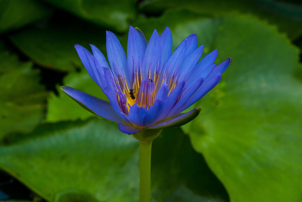 blue lotus benefits