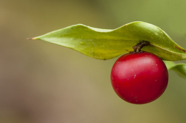 benefits of butcher's broom for circulation