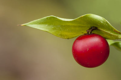 Benefits of Butcher's Broom for Improving Circulation