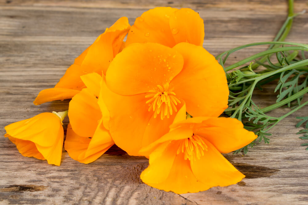 benefits of California poppy