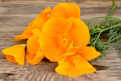 5 Benefits of California Poppy: A Medicinal Wildflower