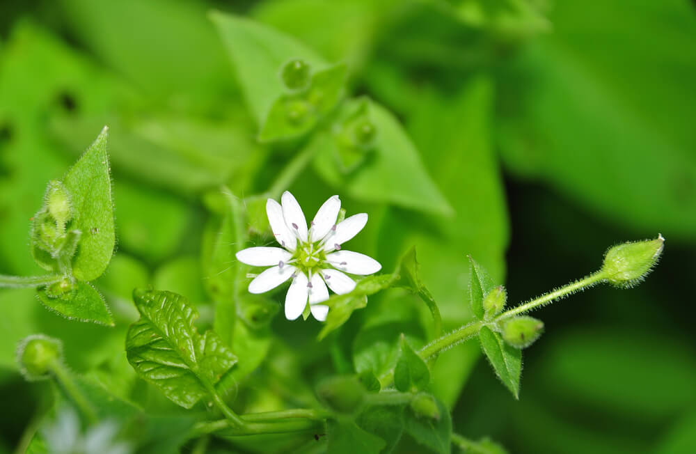 Benefits of Chickweed