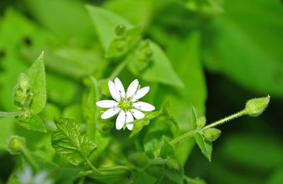 Benefits of Chickweed for Your Whole Body
