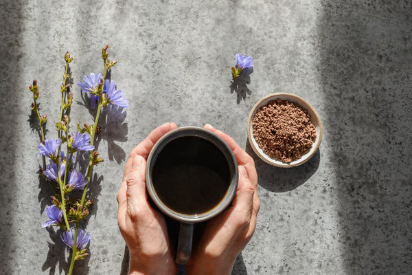 benefits of chicory root