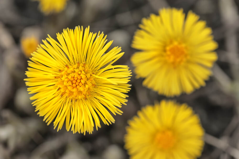 benefits of coltsfoot