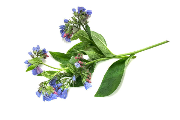 comfrey uses
