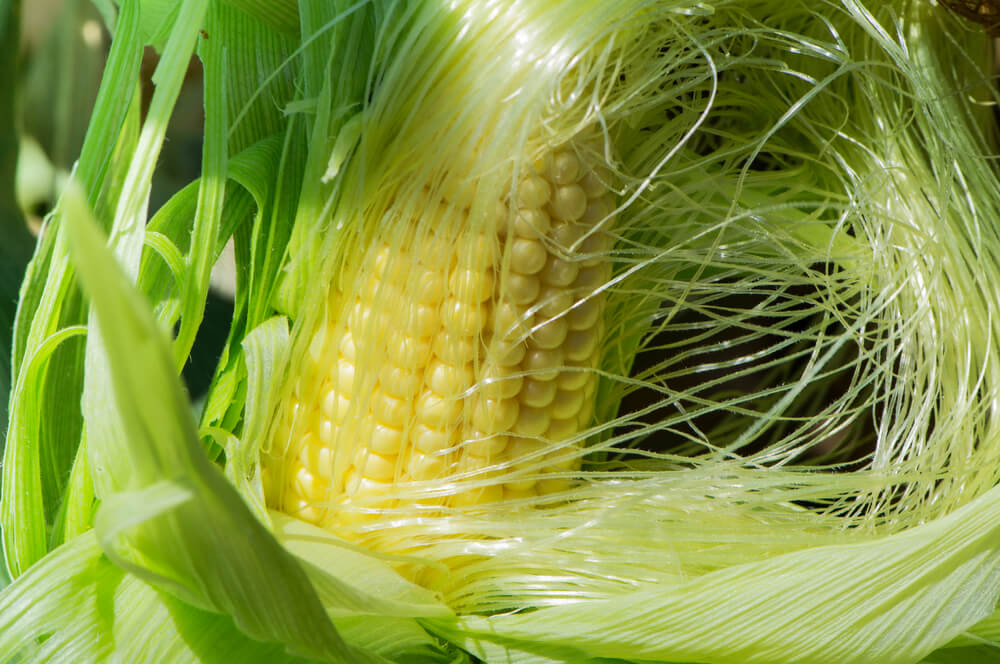 uses for corn silk