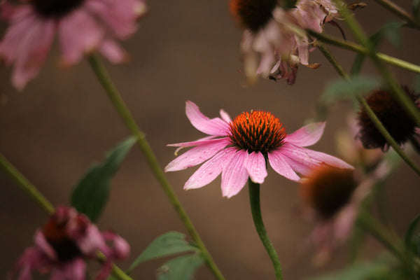 at risk medicinal herbs