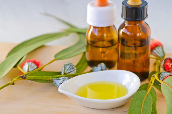 benefits of eucalyptus oil and tea