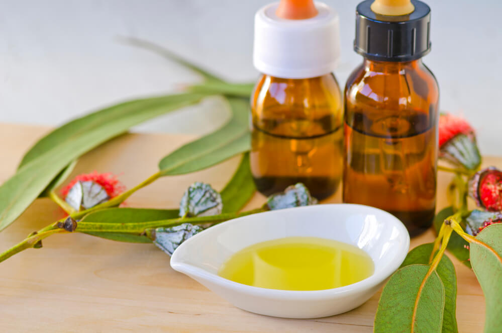 benefits of eucalyptus oil and tea
