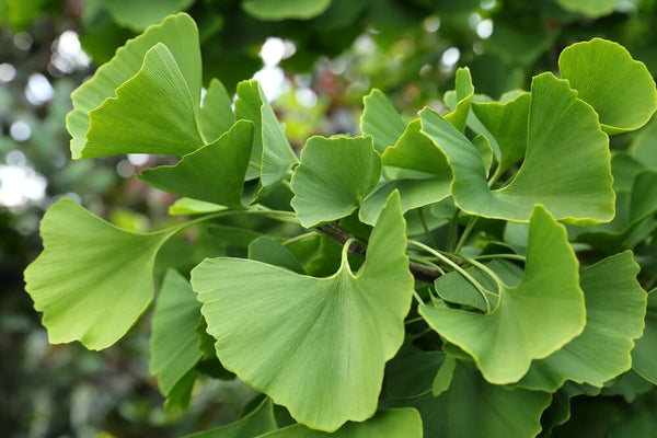 benefits of ginkgo biloba