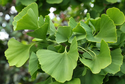 7 Incredible Benefits of Ginkgo Biloba