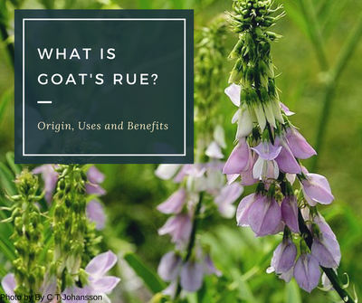 What is Goats Rue and how does it impact breastfeeding?