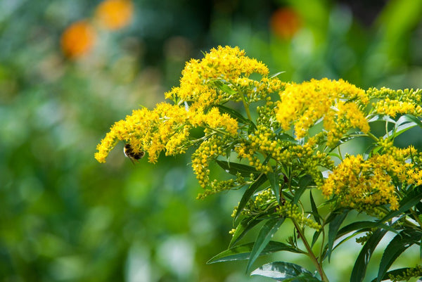 benefits of goldenrod plant