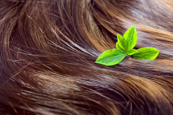 herbs for natural hair care