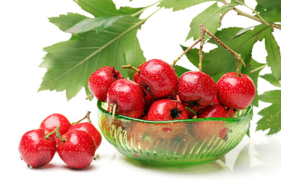 Top Benefits of Hawthorn Berry: The Heart Healer