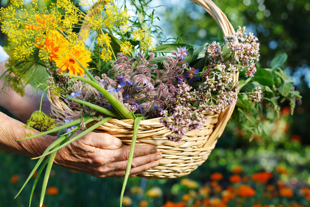 how to forage for herbs