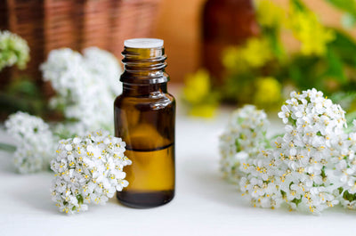 Best Herbs for Natural Pain Relief & Inflammation